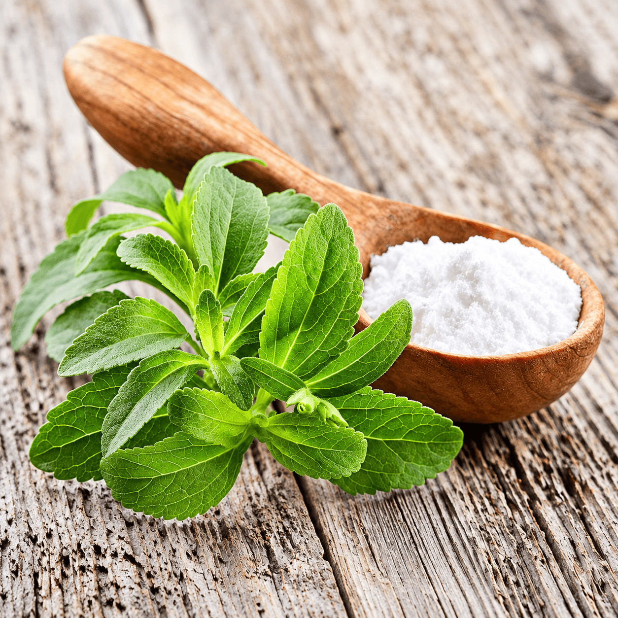 Ekstrak Stevia